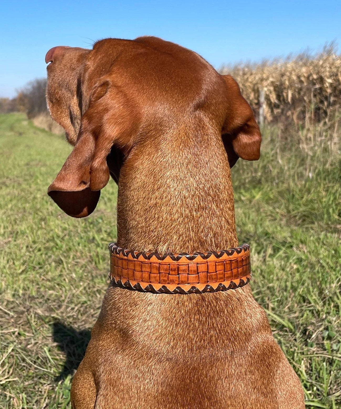 Genuine Leather Dog Collar with Basket Weave Tooling and Buck Stitch