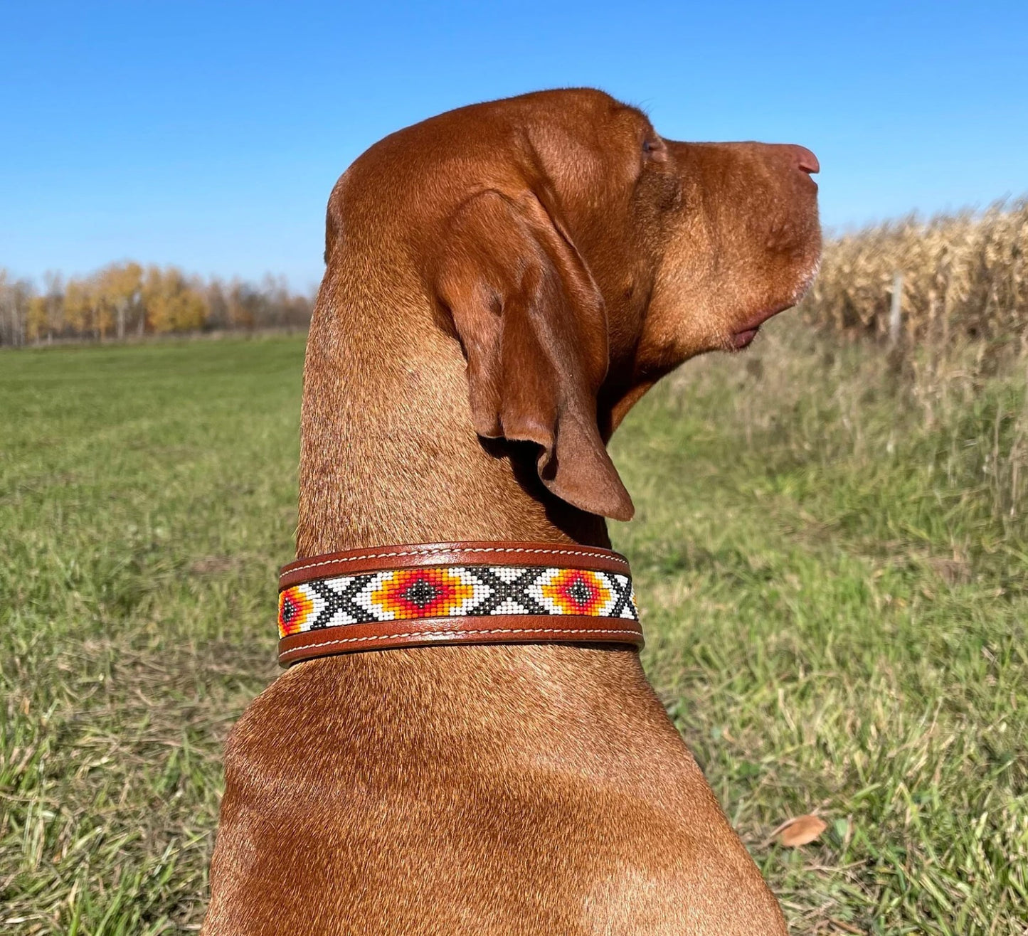 Genuine Leather Dog Collar with Beaded Inlay