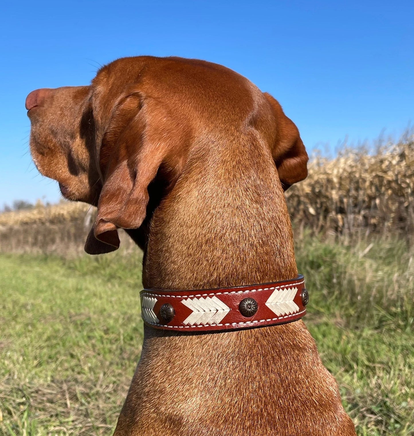 Genuine Leather Dog Collar with Rawhide and Concho Detail