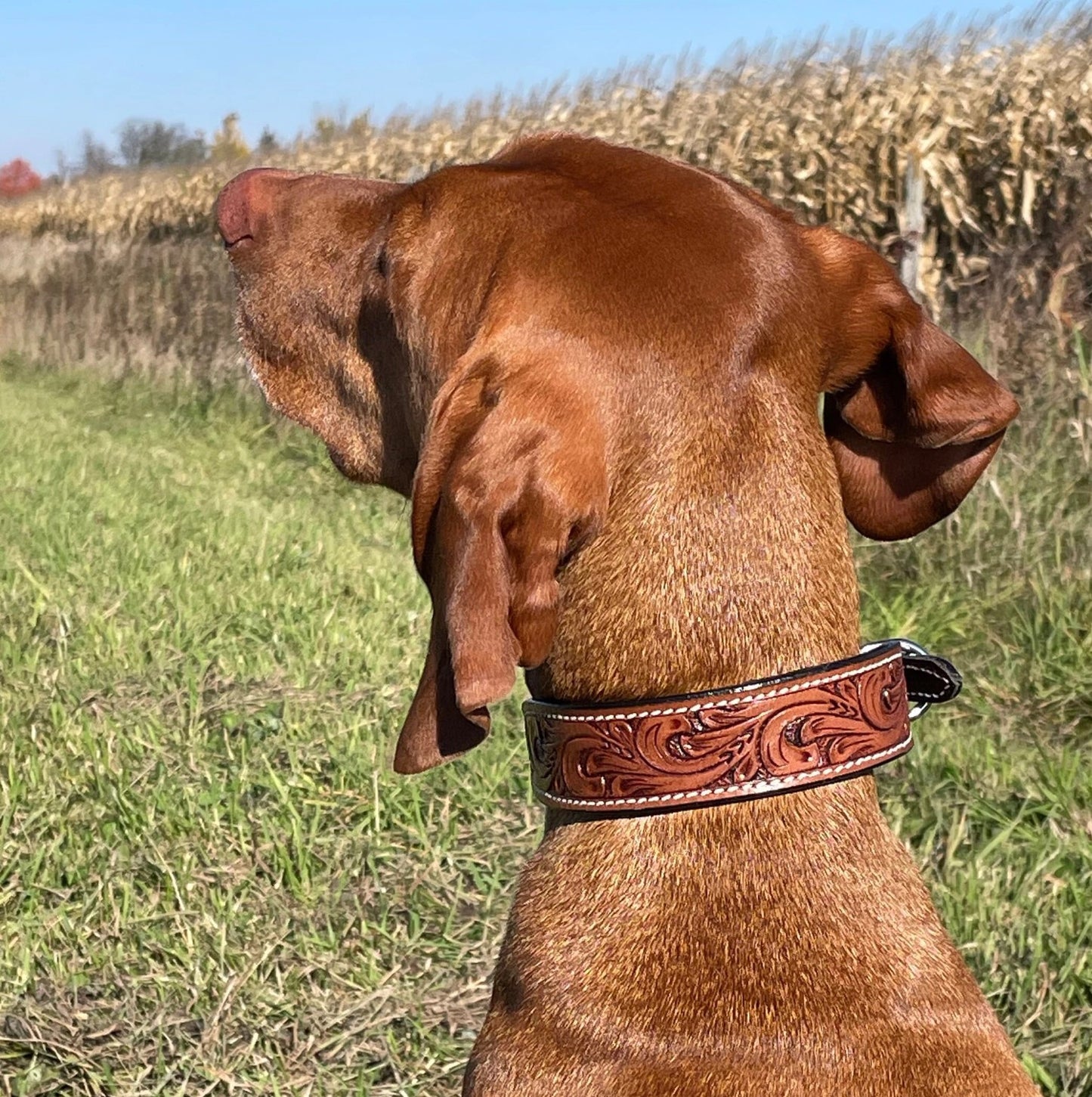 Genuine Leather Dog Collar with Floral Tooling