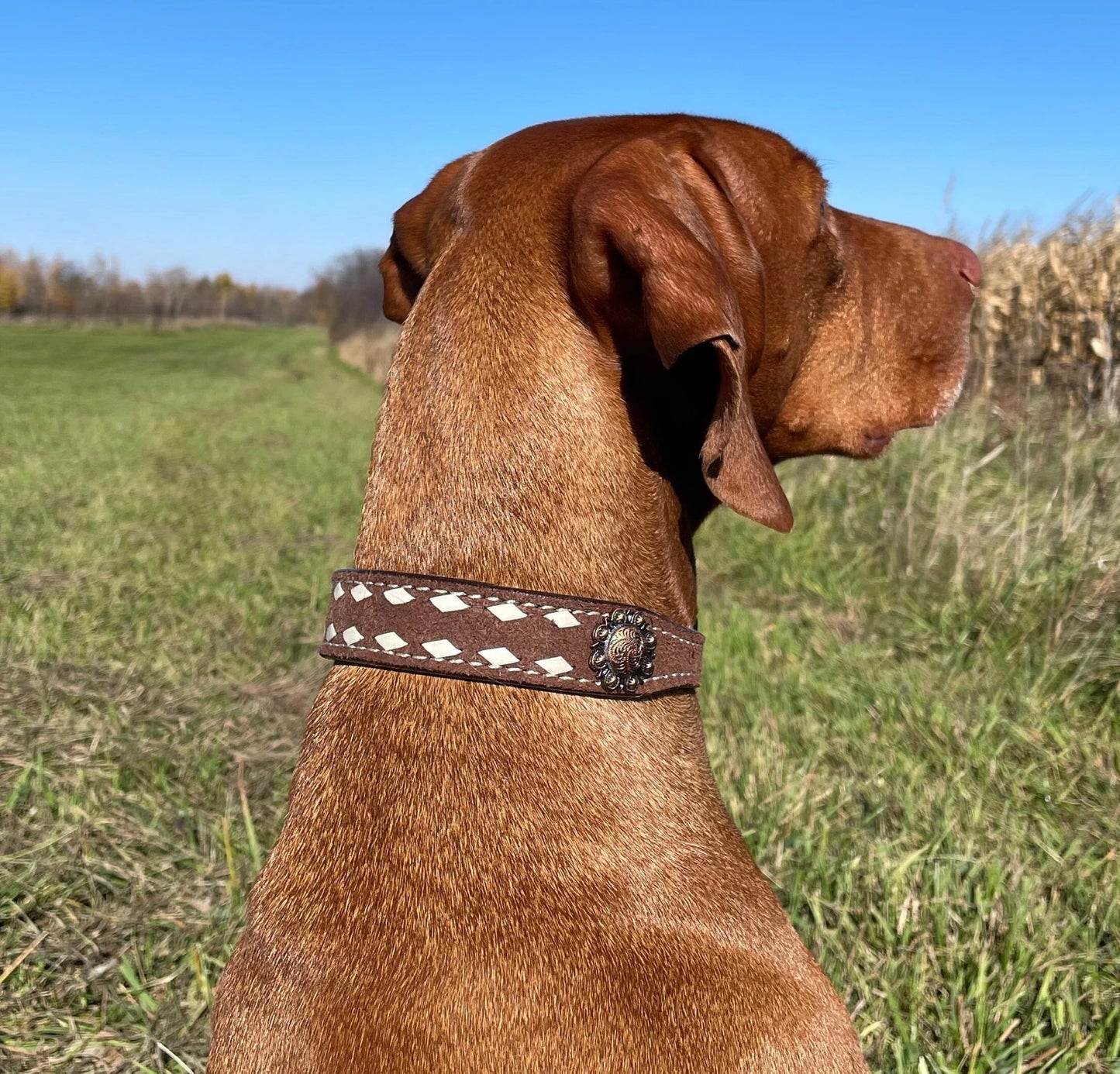 Roughout Leather Dog Collar with Rawhide Stitching and Concho Accents